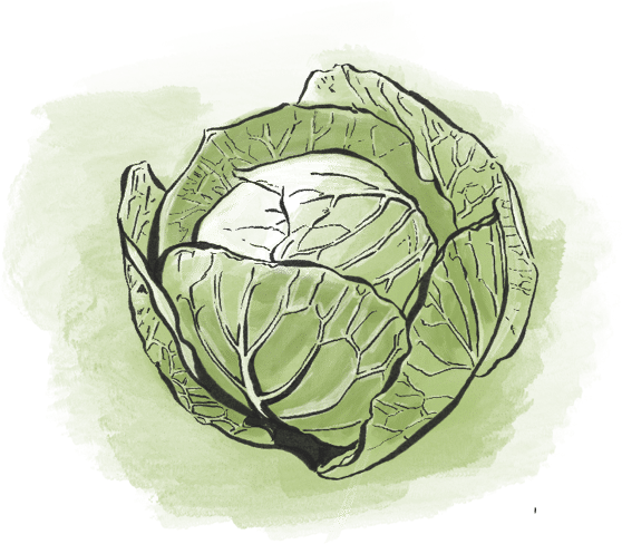 Cabbage from Riverbend Gardens, Edmonton Alberta