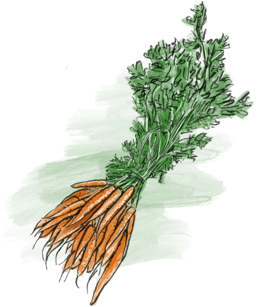 Carrots at Riverbend Gardens, Edmonton Alberta