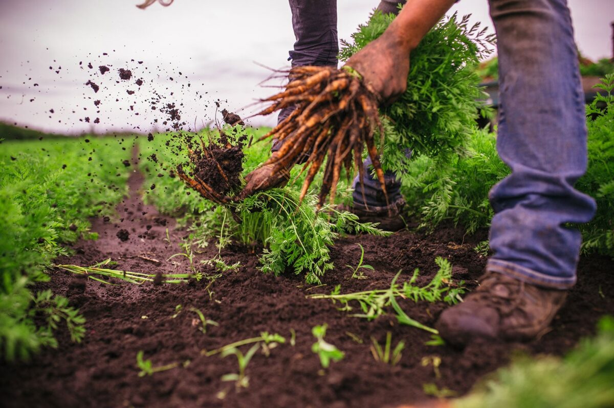 Harvesting Carrots by hand