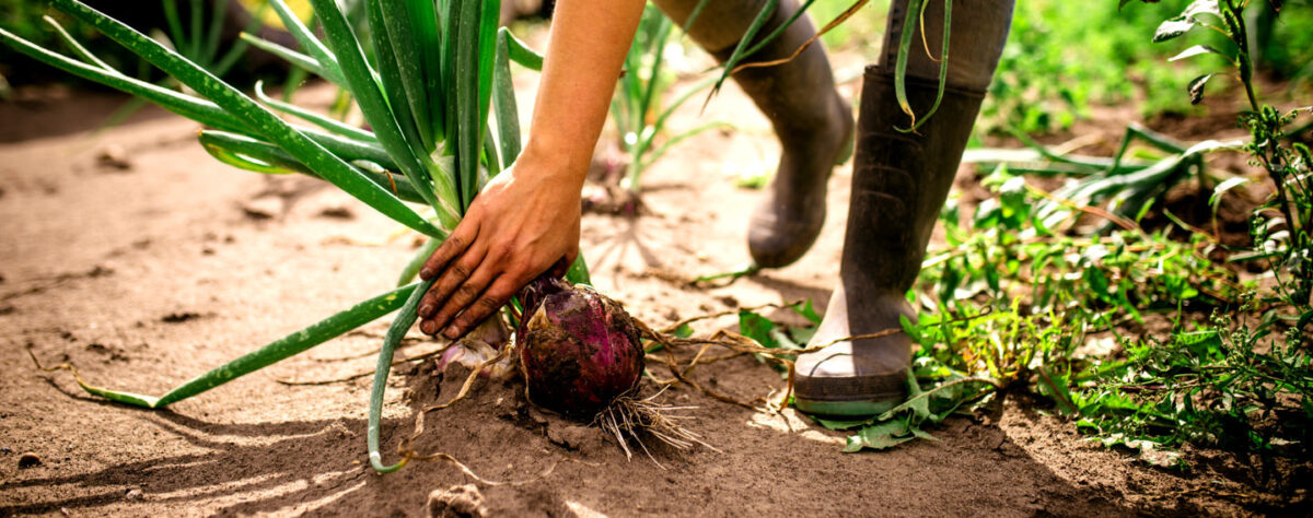 Picking Onions